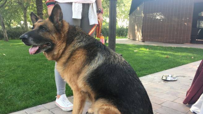 Fallece el primer perro diagnosticado con covid-19 en EE. UU.