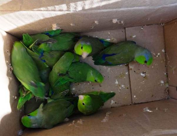 Autoridades de Lambayeque y otras regiones combatirán tráfico ilegal de fauna silvestre