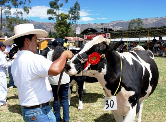 Presentarán quesillo de más de 150 kg en Feria ganadera de Lambayeque