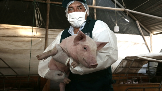 Minagri realizó simulacro de contingencia contra la peste porcina africana