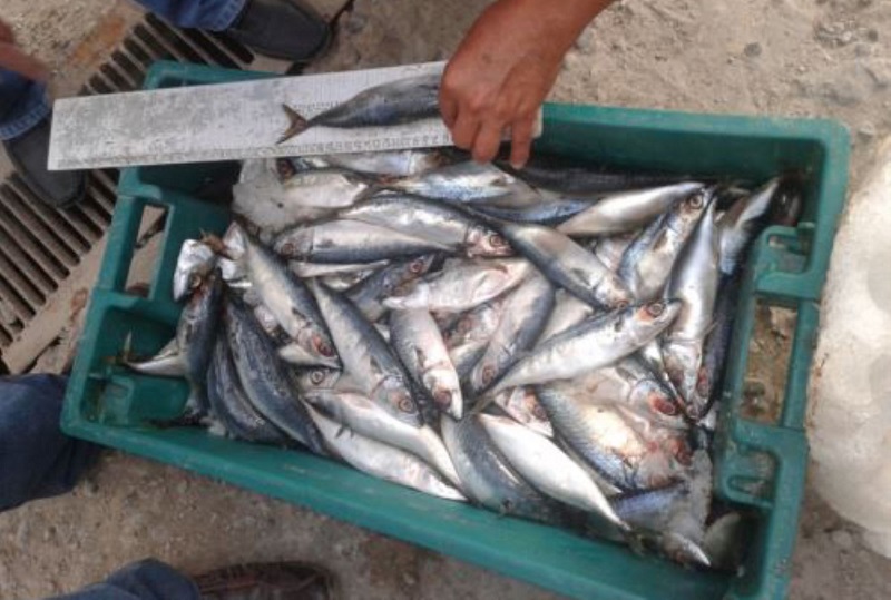 Autorizan pesca exploratoria de caballa por un período de 10 días