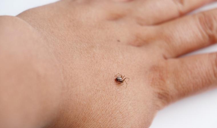 Advierten que mordedura de araña puede ser mortal