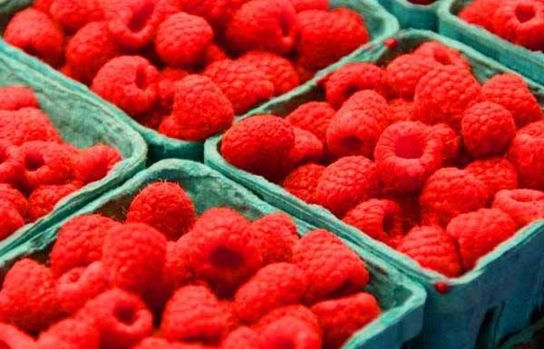  Frambuesa es una esperanza rentable para la zona altoandina