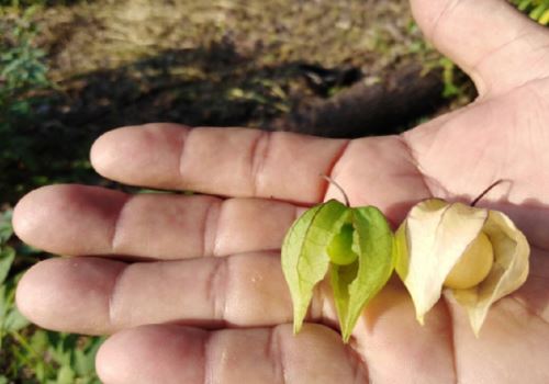 Conoce la mullaca, súper fruta peruana que previene el Alzhéimer y controla la diabetes