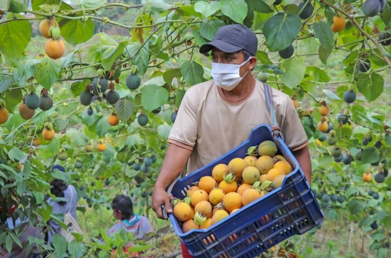 Inacal aprueba norma técnica de buenas prácticas agrícolas para la granadilla peruana