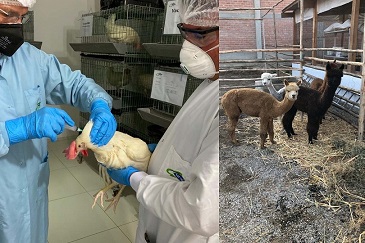 Usan vacuna peruana en alpacas y gallinas para producir anticuerpos contra el covid-19