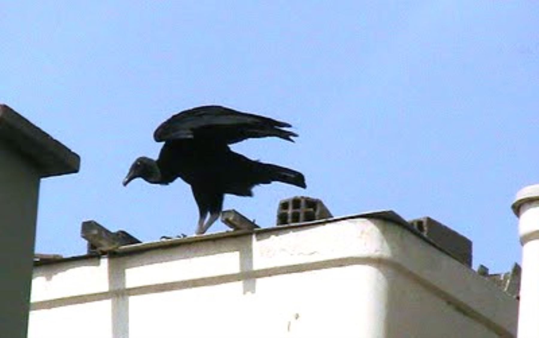 Chiclayo: autorizarán nueva caza sanitaria de gallinazos por sobrepoblación de especie