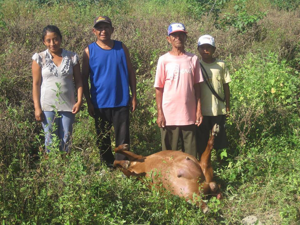 Puma americano mata siete cabezas de ganado en Olmos