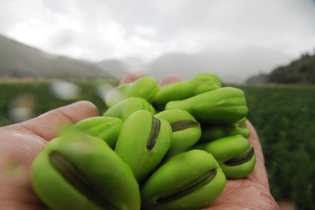 Presentan nueva variedad de haba con alto valor genético