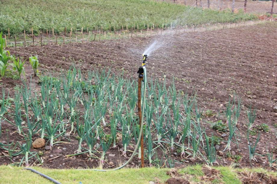 Programa “Haku Wiñay” de Foncodes  atiende a más de 121 mil hogares en todo el país