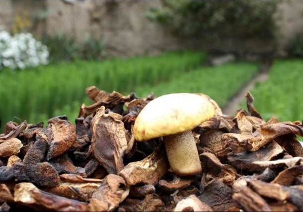 Cultivo de hongos comestibles beneficia a familias de Incahuasi