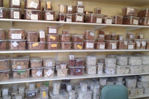 Lambayeque: identifican 30 tonos de colores naturales del milenario algodón nativo