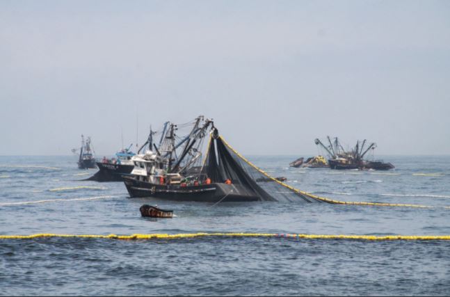 Se realizará pesca exploratoria de bacalao en mar peruano