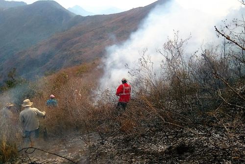 Lambayeque: 3000 hectáreas de plantas nativas y exóticas se perdieron por incendios