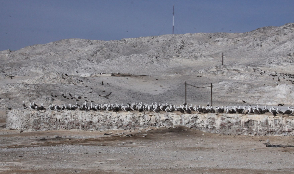 Sernanp incluye proyecto de turismo Isla Lobo de Tierra por gran potencial que posee en Lambayeque