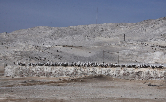 Isla Lobo de Tierra será abierta para el turismo