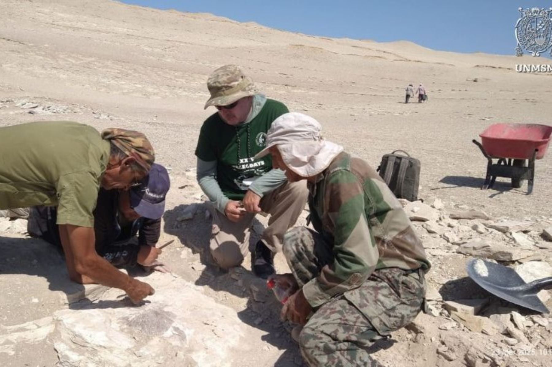 Joya emplumada: Mario Urbina descubre restos fósiles completos de ave prehistórica