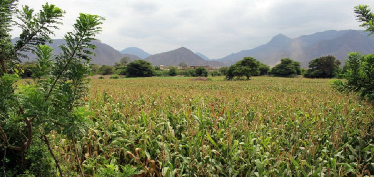 Investigan hallazgo de transgénicos en sembríos de maíz en Lambayeque 