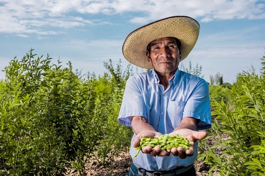 Lambayeque: productores vendieron más de 40 toneladas de frijol de palo en la cuarentena