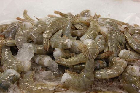 Disponen pesca exploratoria de langostino en bahías de Sechura y Paita