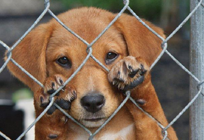  Congreso aprobó proyecto de Ley de Protección y Bienestar Animal