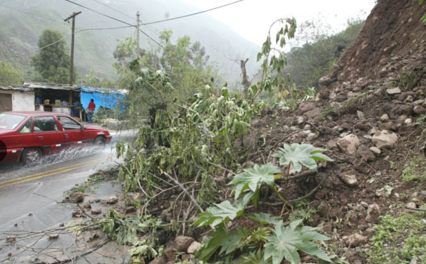 Producción de aguaymanto afectada por lluvias en Lambayeque