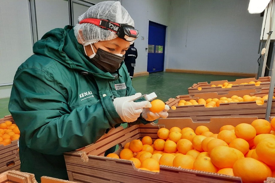 Perú se alista para exportar cítricos y arándanos a la India