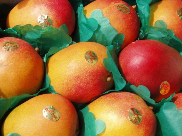 Producción de mango se adelantaría por cambio de temperatura