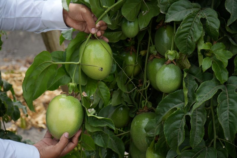 Congreso Internacional del Maracuyá destaca definir tecnologías para elevar sanidad de los cultivos