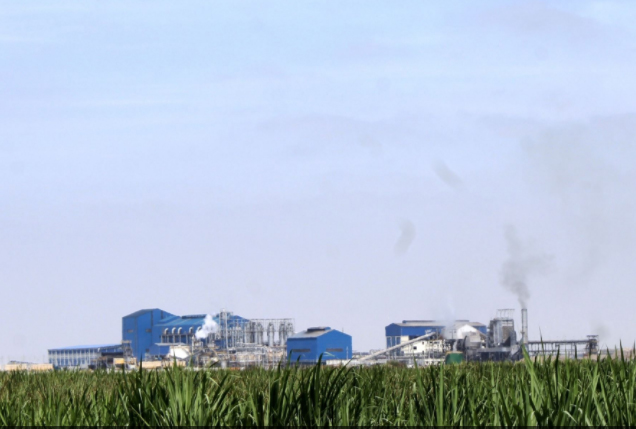 Más de 5000 toneladas de caña de azúcar se muelen en Olmos diariemente