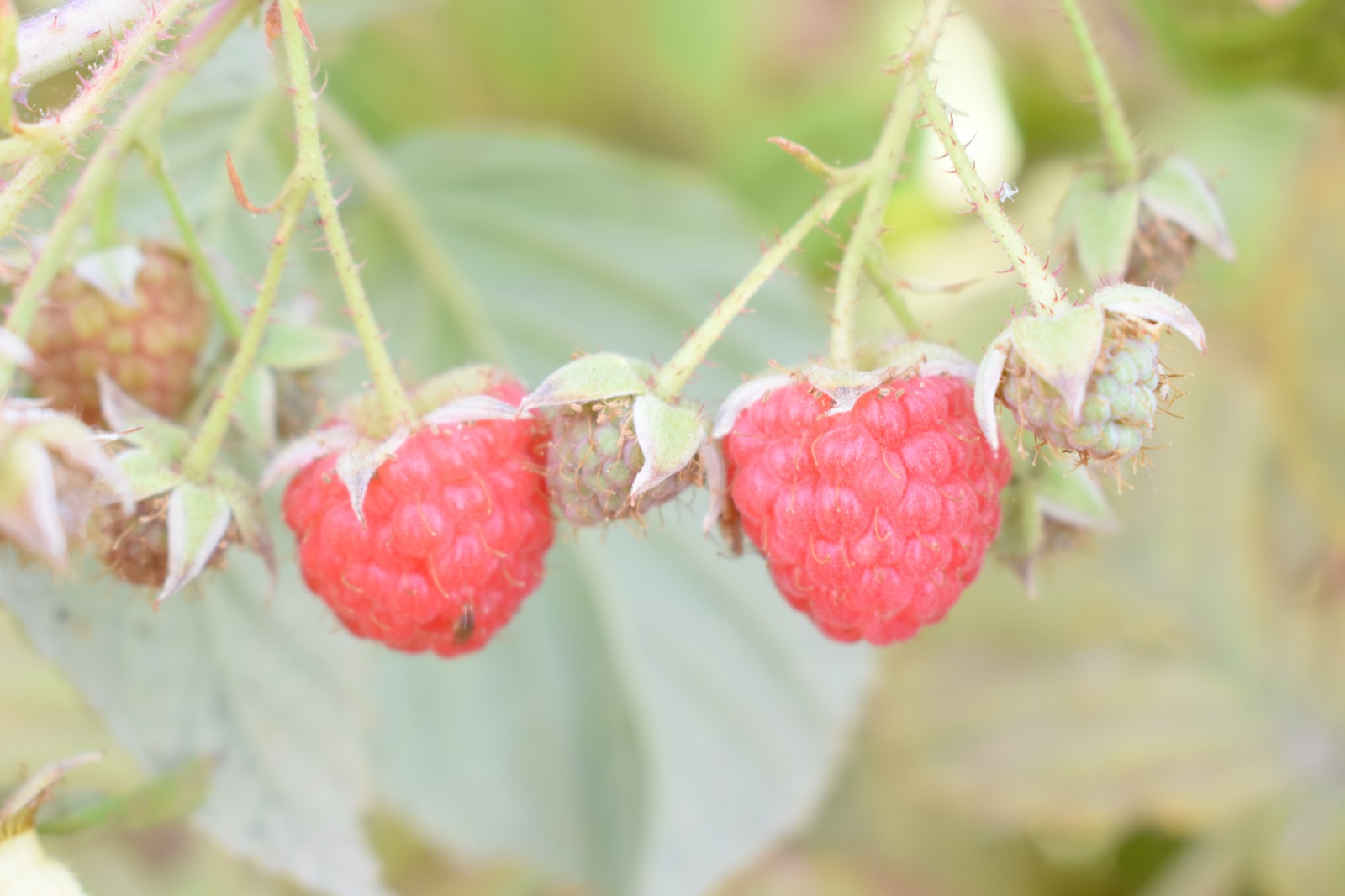 MIDAGRI implementa parcelas experimentales para generar tecnologías que mejoren la calidad de la frambuesa en Lambayeque