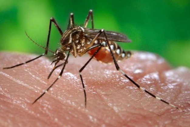 Más de 8 mil familias de distritos vulnerables son capacitadas en prevención del dengue