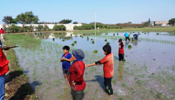 Niños laboran en campos de cultivo en Monsefú y Olmos