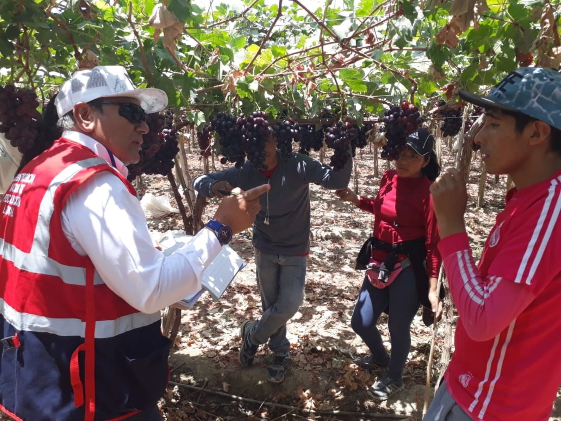 Sunafil logró que 59,096 trabajadores ingresen a planilla en eI trimestre 2019
