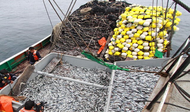 Produce autoriza pesca exploratoria de la anchoveta en la zona sur del país