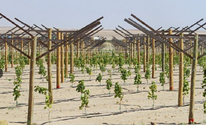 Olmos tiene más de 5,000 has sembradas con productos exportables