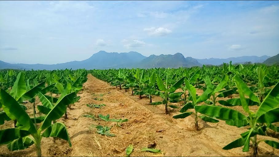 Consideran modelo para otros proyectos agroindustriales a distrito de Olmos