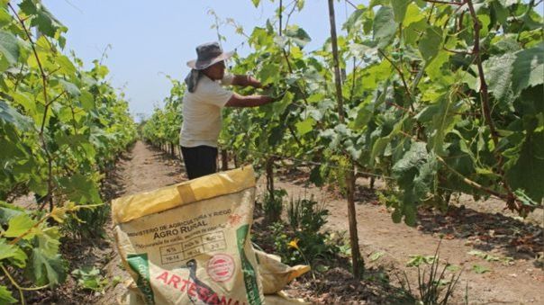 “Fracaso de la compra de urea evidencia gran ineficacia de los funcionarios de Castillo” 