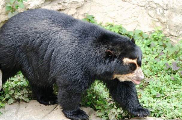 Ferreñafe: Incendios forestales alteraron rutas habituales del oso de anteojos