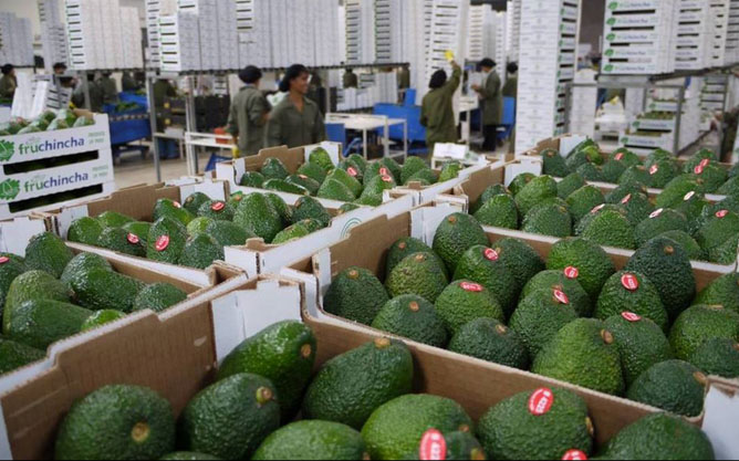Expectativa por primera producción de palta Hass en nuevas tierras de Olmos