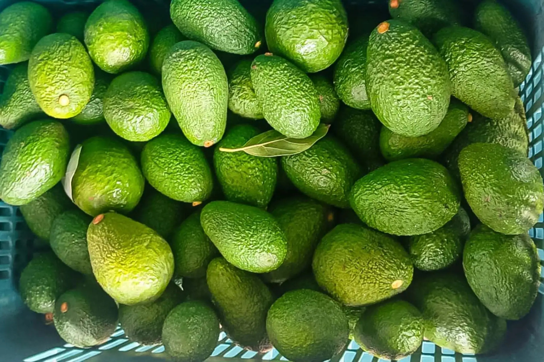 Productores organizados en Lambayeque comercializaron 950 toneladas de palta Hass
