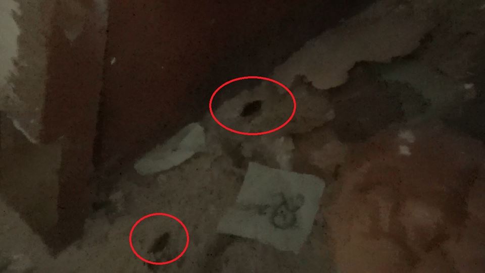 Encuentran cucarachas en panaderías de Chiclayo durante inspección