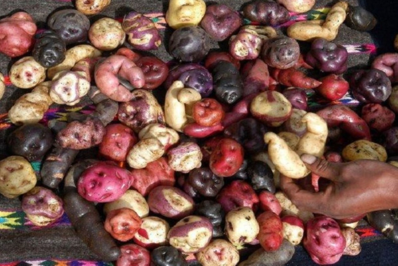 Minagri promueve campaña de consumo de papa peruanaChimbote en Línea.- Hoy más que nunca debemos convertirnos en protagonistas de la reactivación económica de la agricultura, apoyando al productor peruano en reconocimiento a su ardua labor que no se detuv