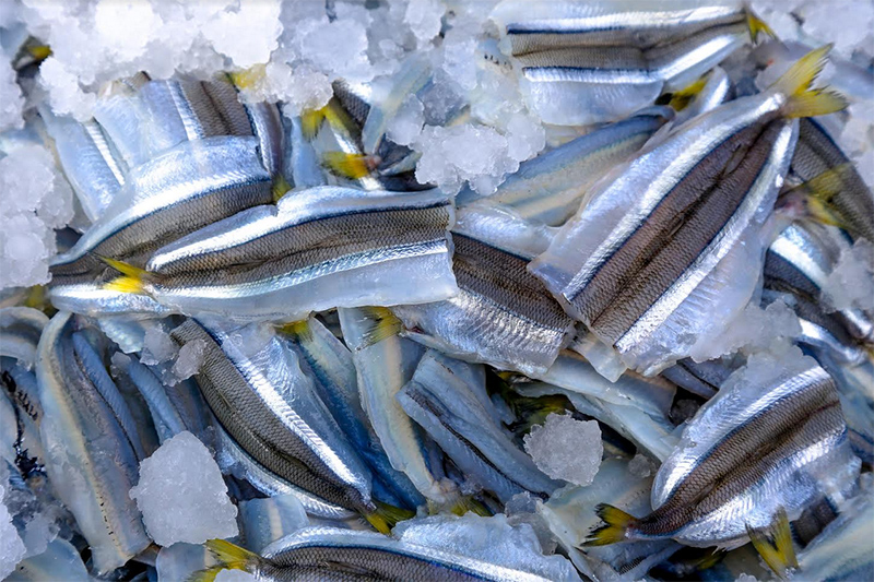 Comer pescado reduce el riesgo de sufrir osteoporosis