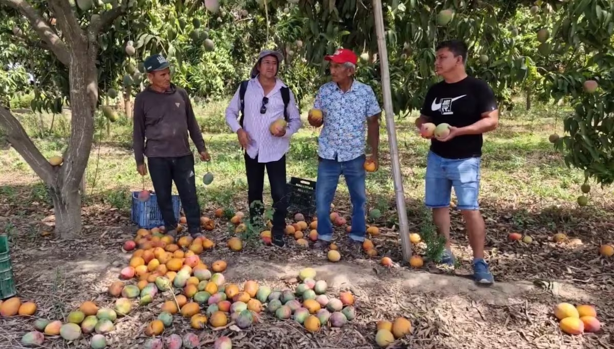 Lambayeque: más de 500 toneladas de mango se perdieron debido a sobreproducción