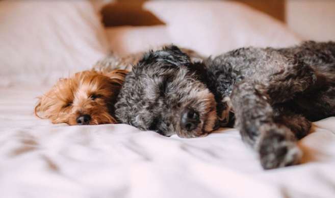 Nuestros engreídos están de fiesta hoy, celebramos el Día Mundial de los animales 