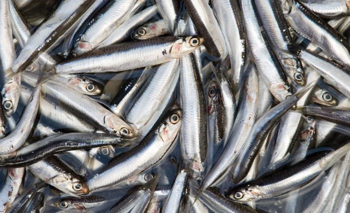 Envíos de anchoveta presentaron alza del 13%
