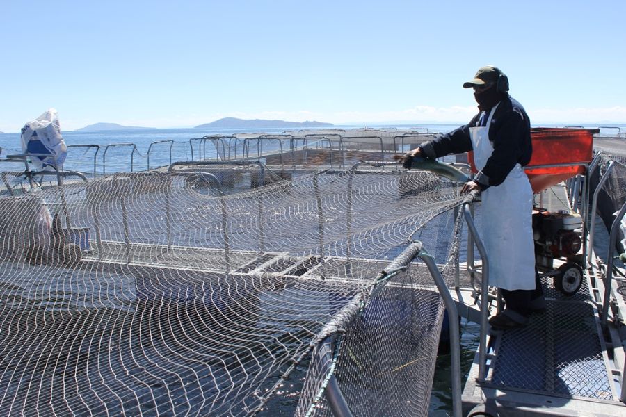 Adex informa que en el 2024 se incrementó en 5.2% número de empresas exportadoras