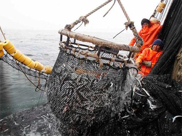 Produce dispuso cierre preventivo del litoral para proteger la anchoveta durante el 2016