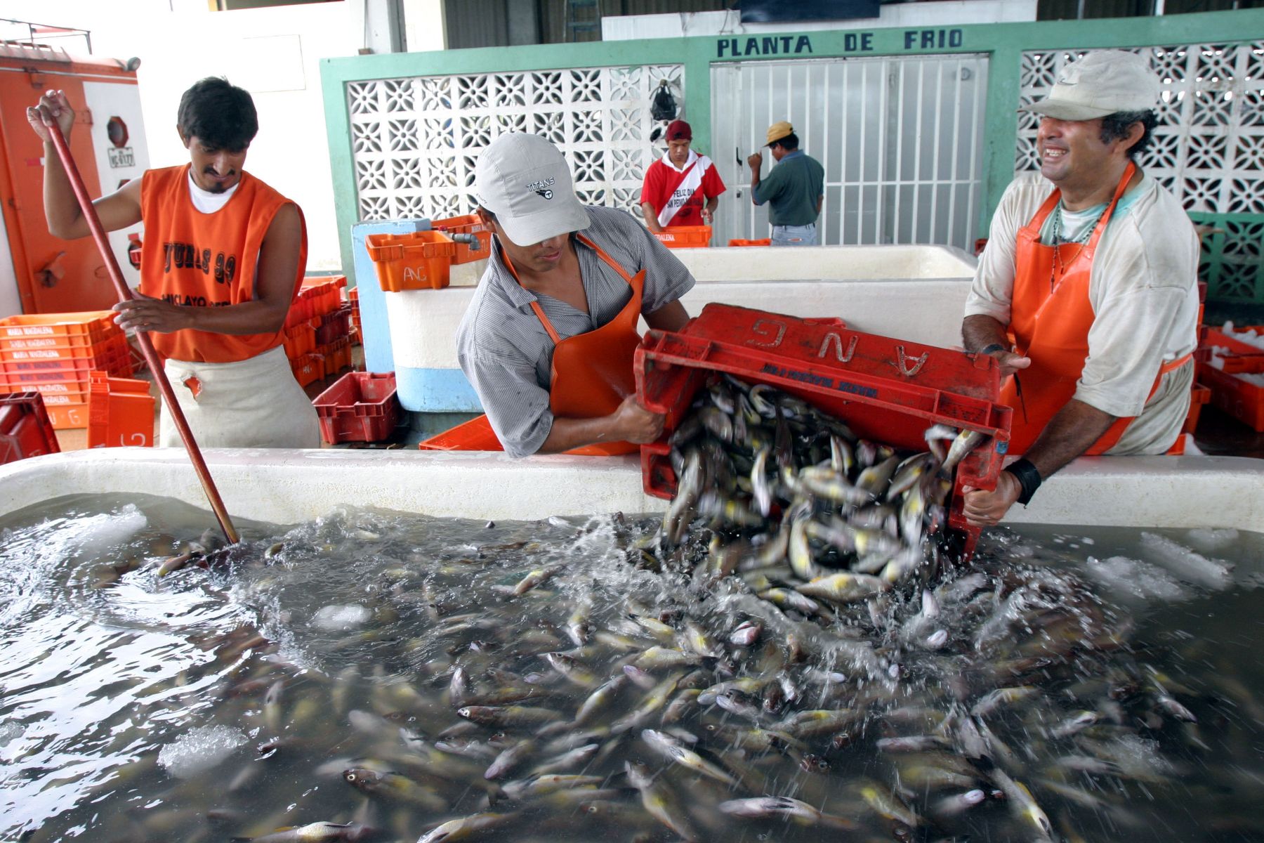 Simplificación de trámites y reducción de costos permitirá formalizar 25 000 pescadores artesanales